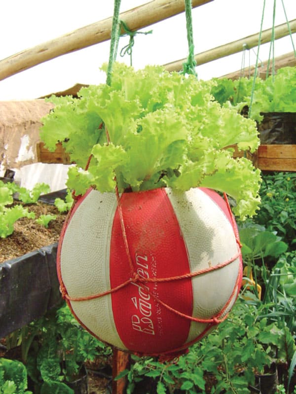 Lechugas sembradas en una pelota