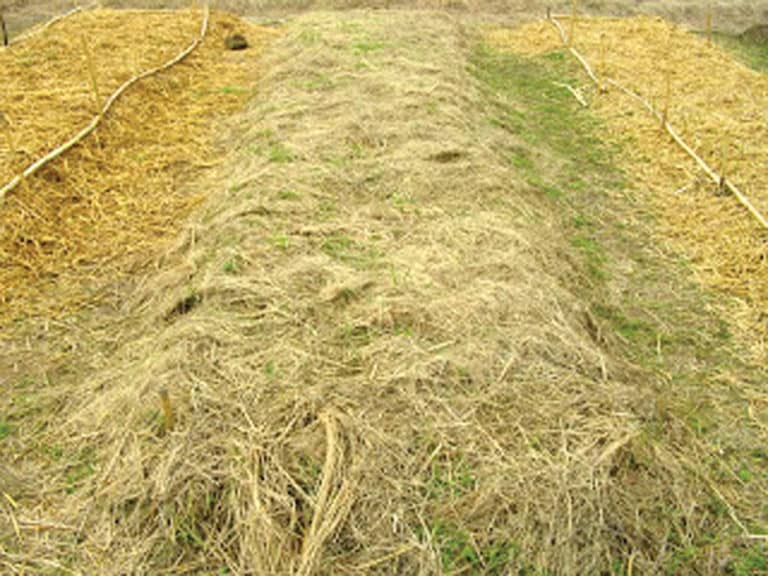 Cuidado de las hortalizas -Ultra Huertos- Siembra Salud 2020