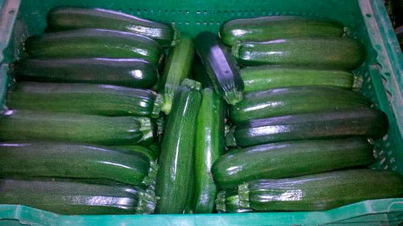 Pepinos Pepinos