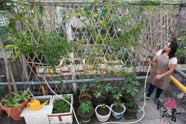 Set of 20 Pack Vegetable & Fruits Seeds with Watering Can, Planting Kits, Fertilizer 20 Varieties Create a Deluxe Garden All Seeds are Heirloom, 100% Non-GMO, 20 Pack Set of 20 Pack Vegetable & Fruits Seeds with Watering Can, Planting Kits, Fertilizer 20 Varieties Create a Deluxe Garden All Seeds are Heirloom, 100% Non-GMO, 20 Pack