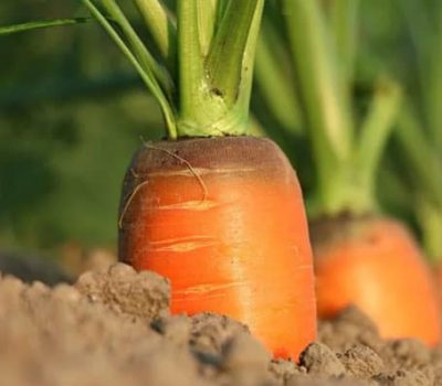 zanahorias en tierra